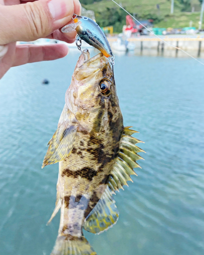 タケノコメバルの釣果