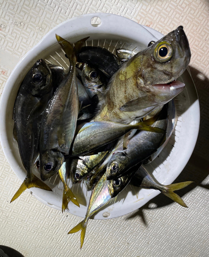 アジの釣果