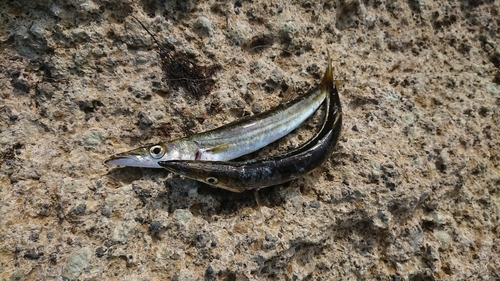 カマスの釣果