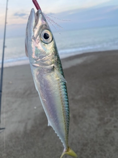 サバの釣果