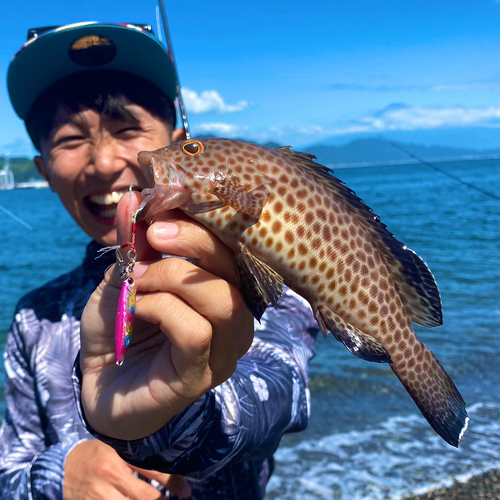 オオモンハタの釣果