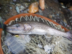 ニッコウイワナの釣果