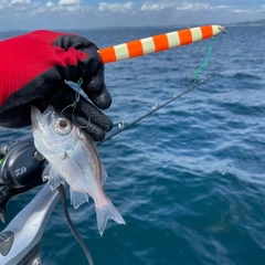 オオメハタの釣果