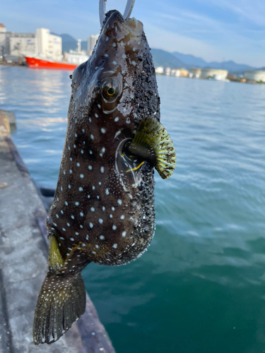 サザナミフグの釣果