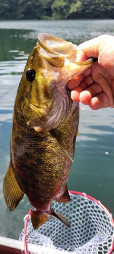 スモールマウスバスの釣果