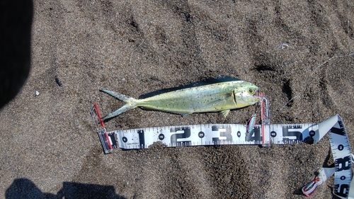 シイラの釣果