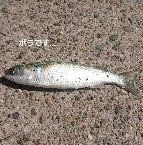 釣果