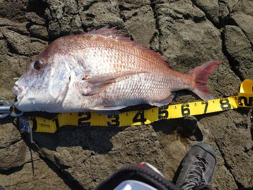 タイの釣果