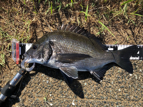 チヌの釣果