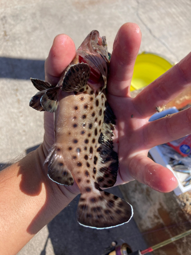 イシミーバイの釣果