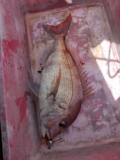 タイの釣果