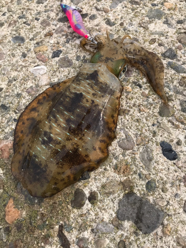 アオリイカの釣果