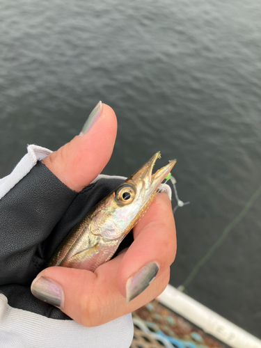 カマスの釣果