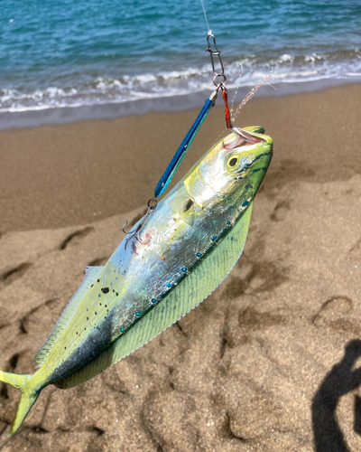 シイラの釣果