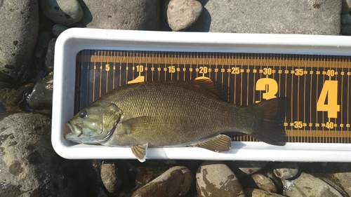 スモールマウスバスの釣果