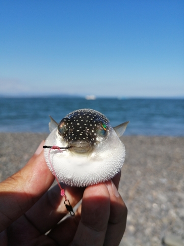 フグの釣果