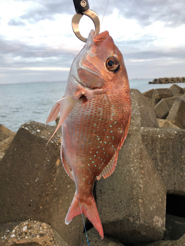 マダイの釣果