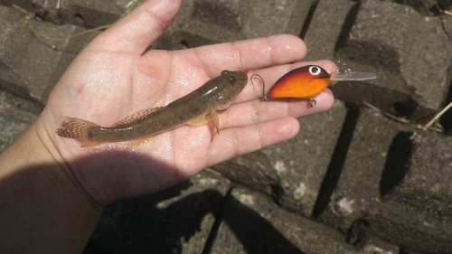 マハゼの釣果