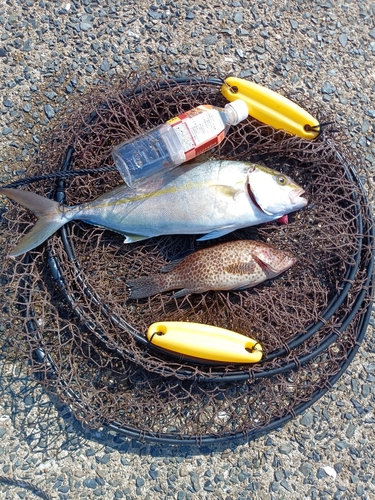 カンパチの釣果