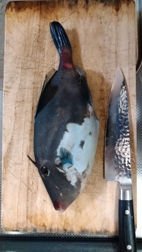 ウマヅラハギの釣果