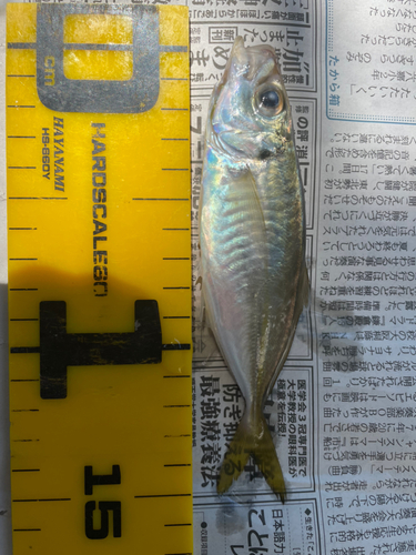 アジの釣果