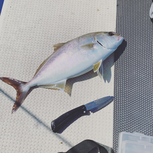 シオの釣果