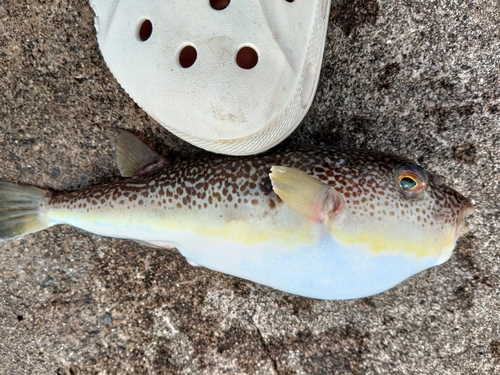 ショウサイフグの釣果