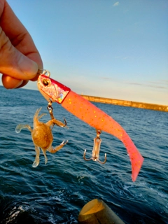 カニの釣果