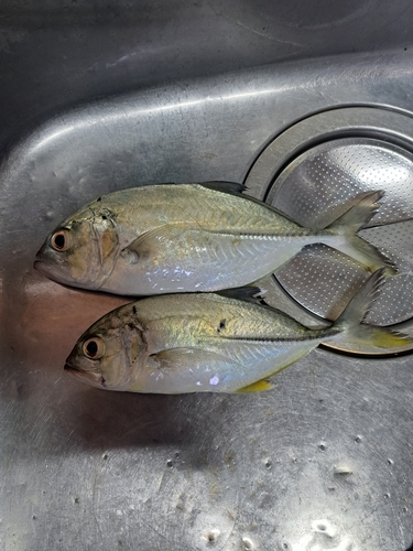 オニヒラアジの釣果