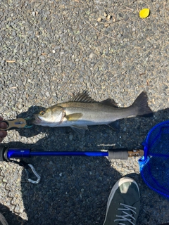 フッコ（ヒラスズキ）の釣果