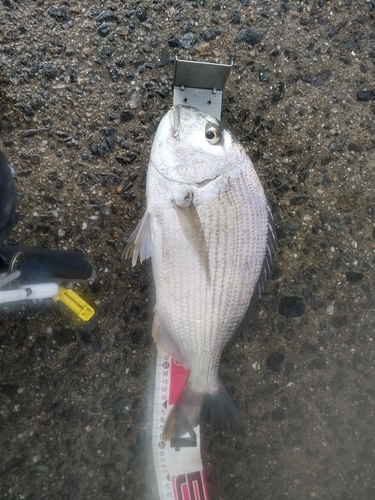 ヘダイの釣果