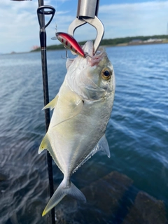 メッキの釣果