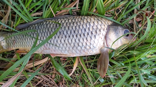 コイの釣果