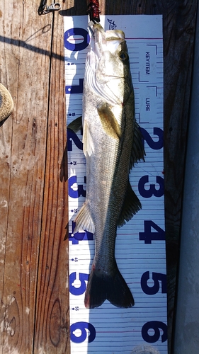 シーバスの釣果