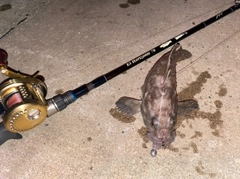 ムラソイの釣果