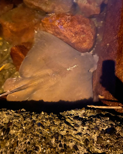 ナルトビエイの釣果