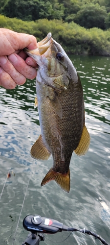 スモールマウスバスの釣果