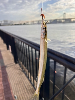 サヨリの釣果