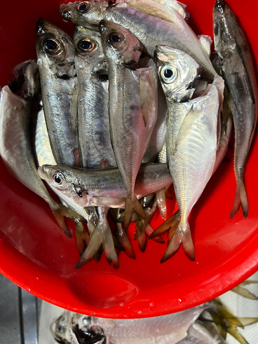 マアジの釣果