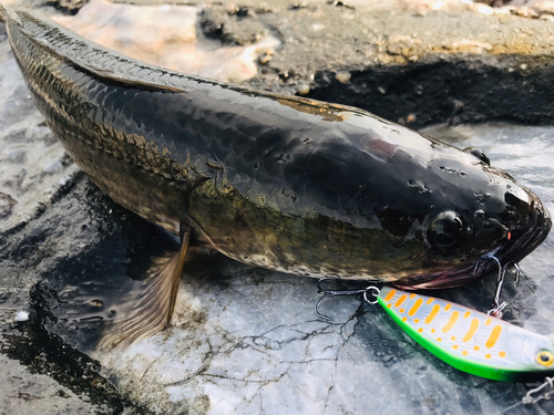 ライギョの釣果