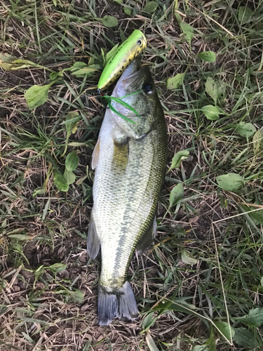 ラージマウスバスの釣果