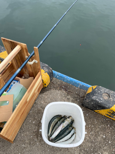 マイワシの釣果