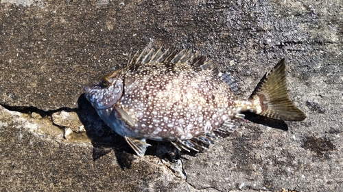 アイゴの釣果