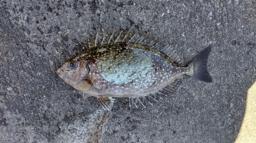 アイゴの釣果