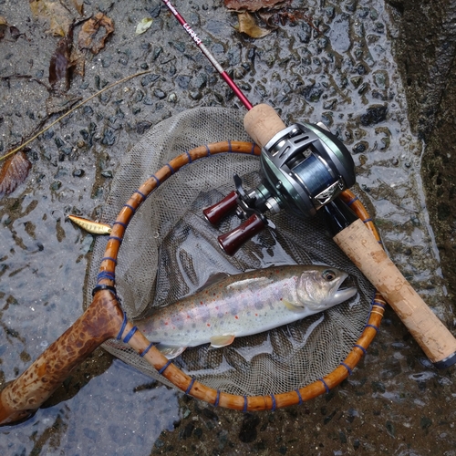 アマゴの釣果