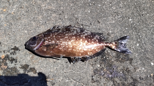 アイゴの釣果