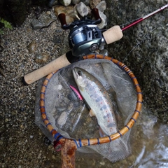 アマゴの釣果