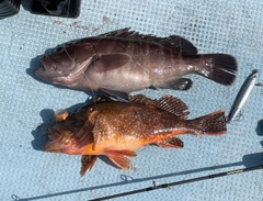 マハタの釣果