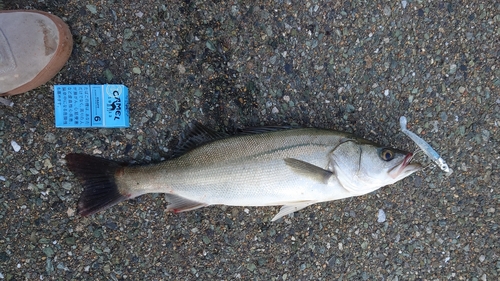 フッコ（マルスズキ）の釣果