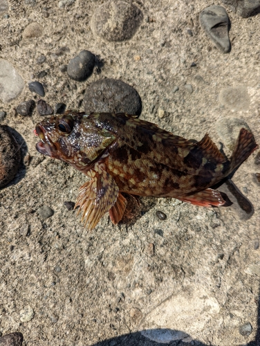 カサゴの釣果